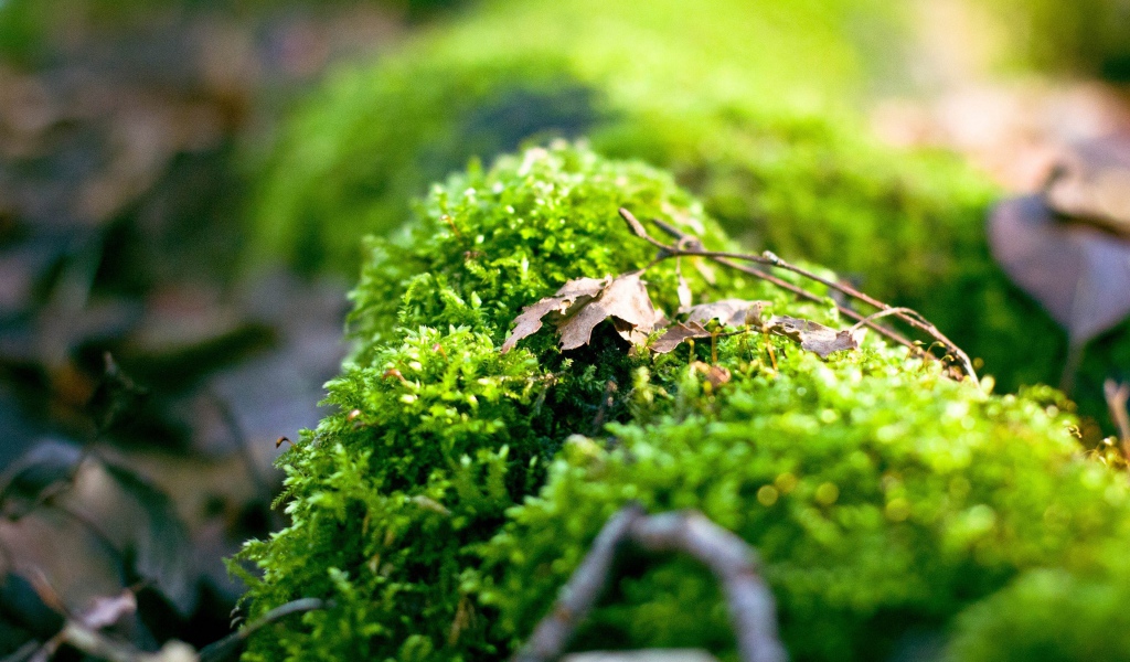 Макро фото зеленого мха