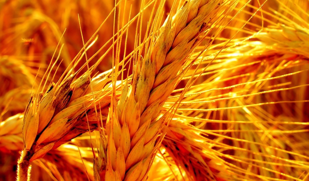 Макро фото оранжевой зрелой пшеницы