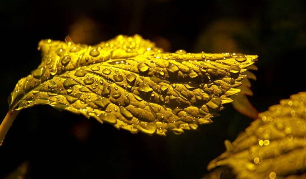 Макро фото капель влаги на зеленом листе