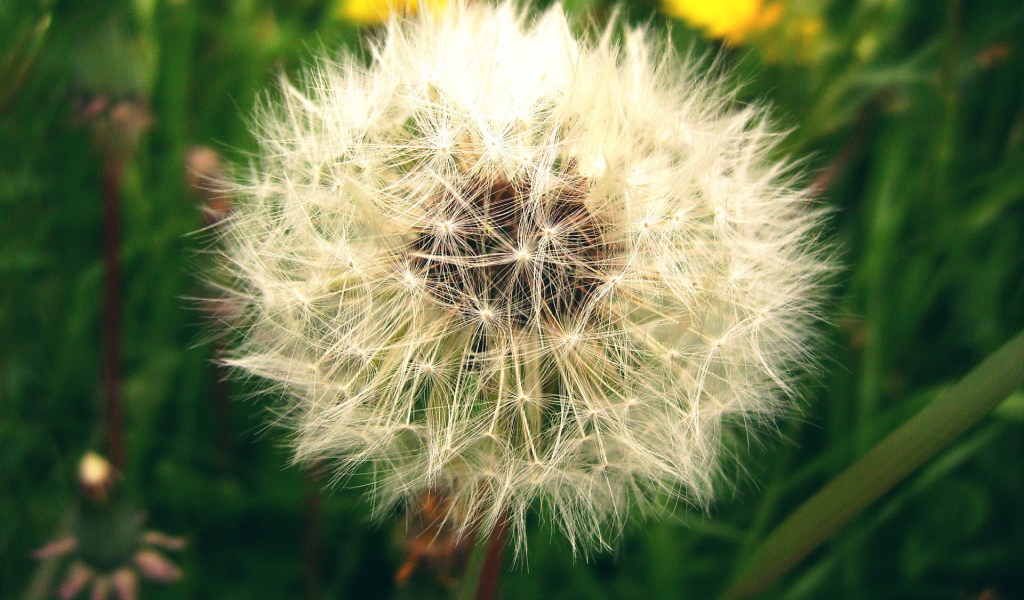 Созревший пушистый одуванчик