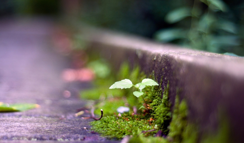 Мох у обочины дороги