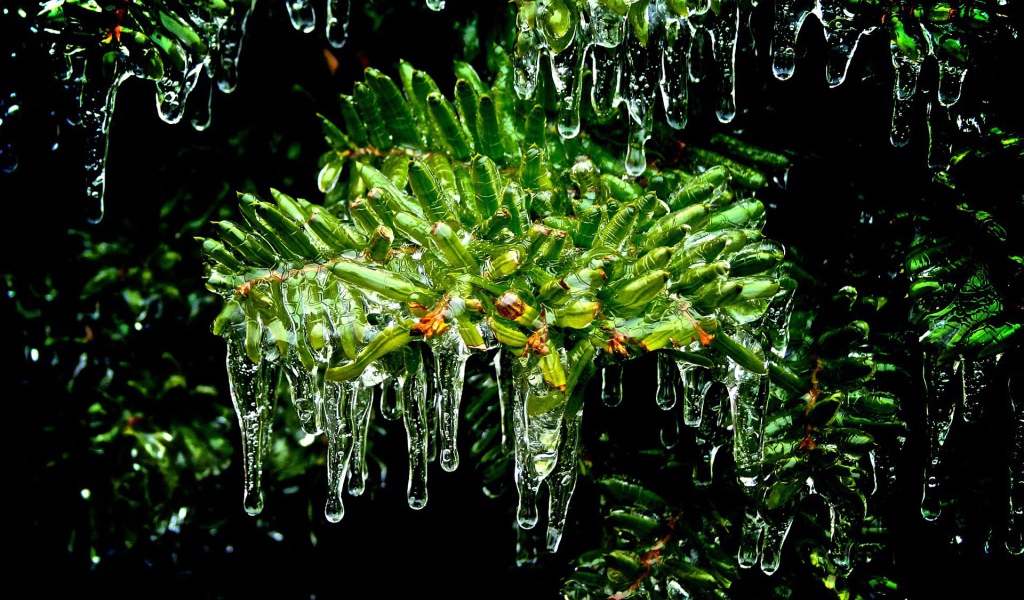 Мох под каплями дождя