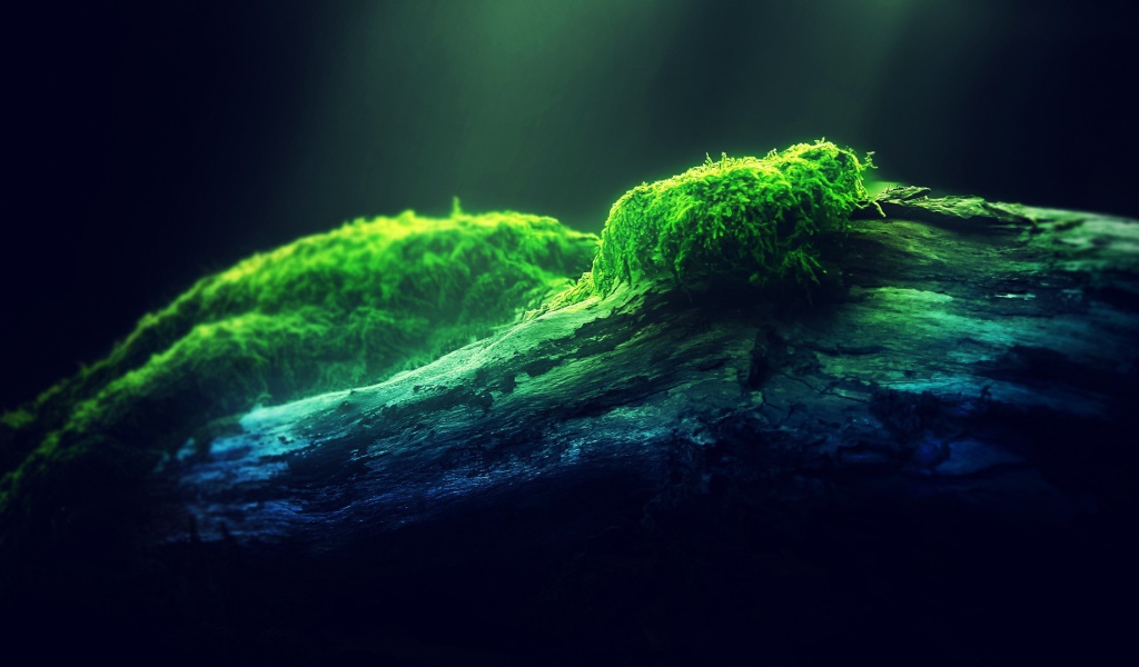 Мох на дереве в лучах света