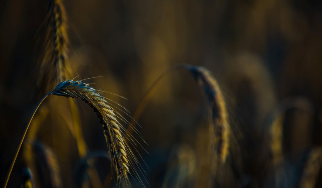 Налившийся колосок склонился вниз