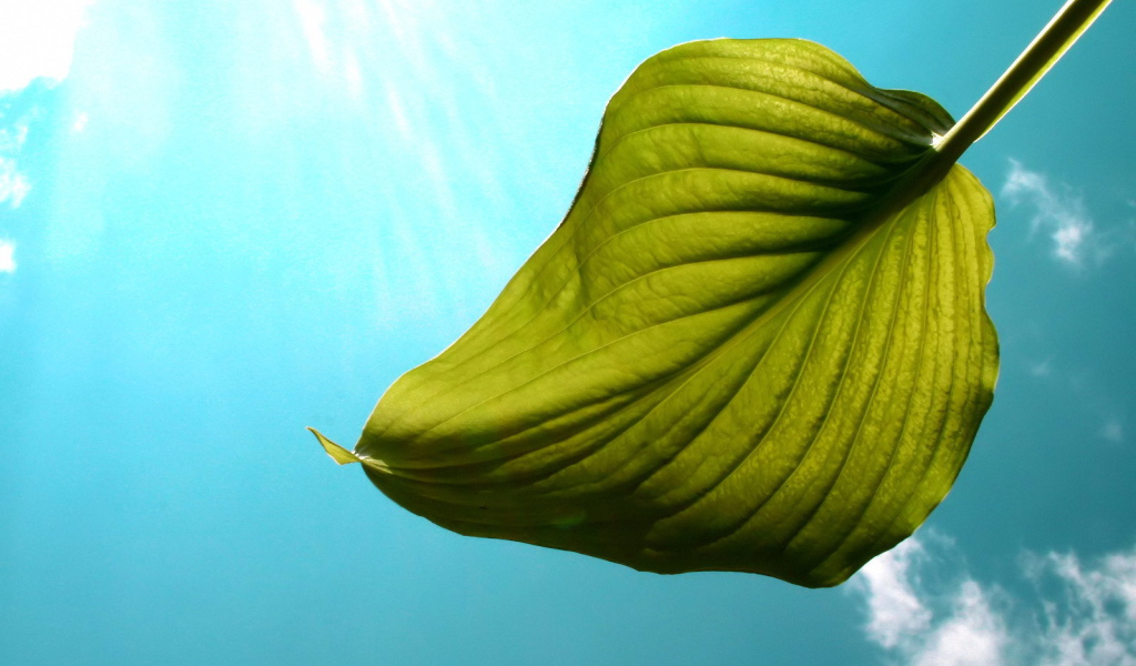Один листок на фоне неба