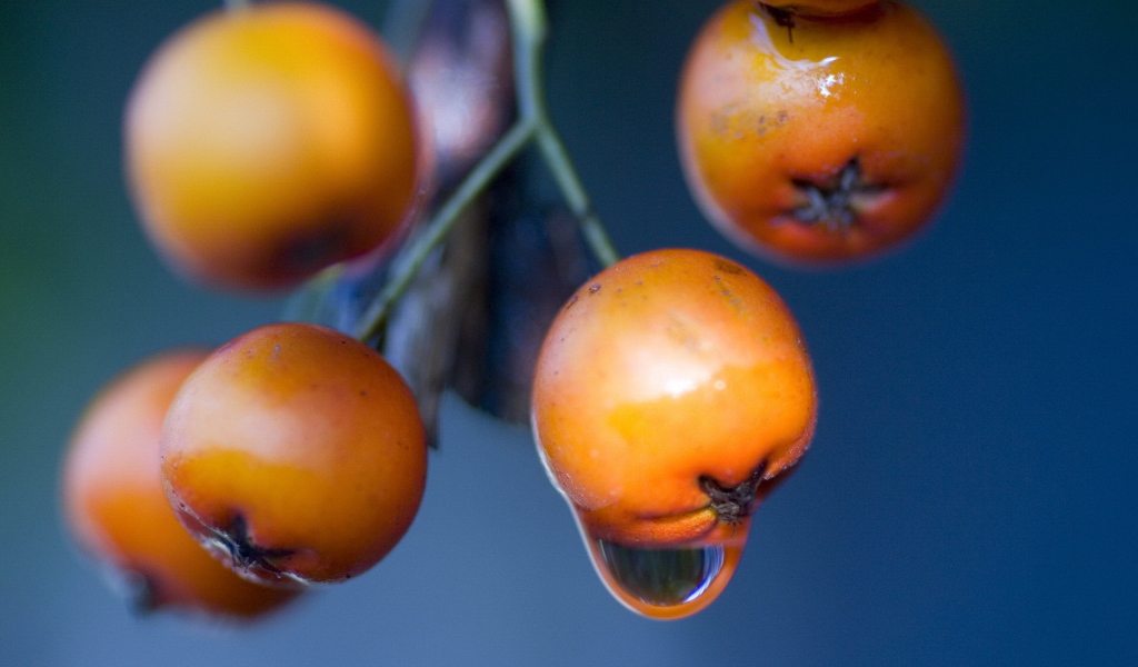 Оранжевые ягоды