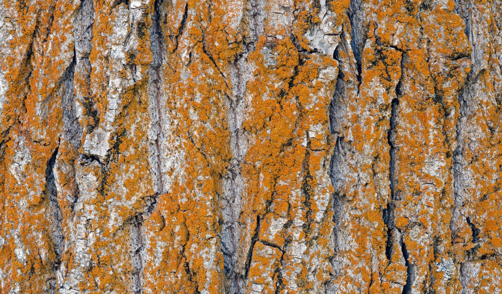 Оранжевый лишай на коре дерева
