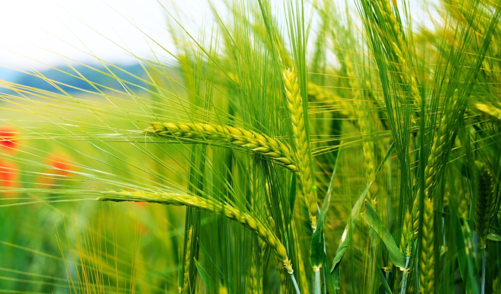 Нежно зеленые колоски пшеницы