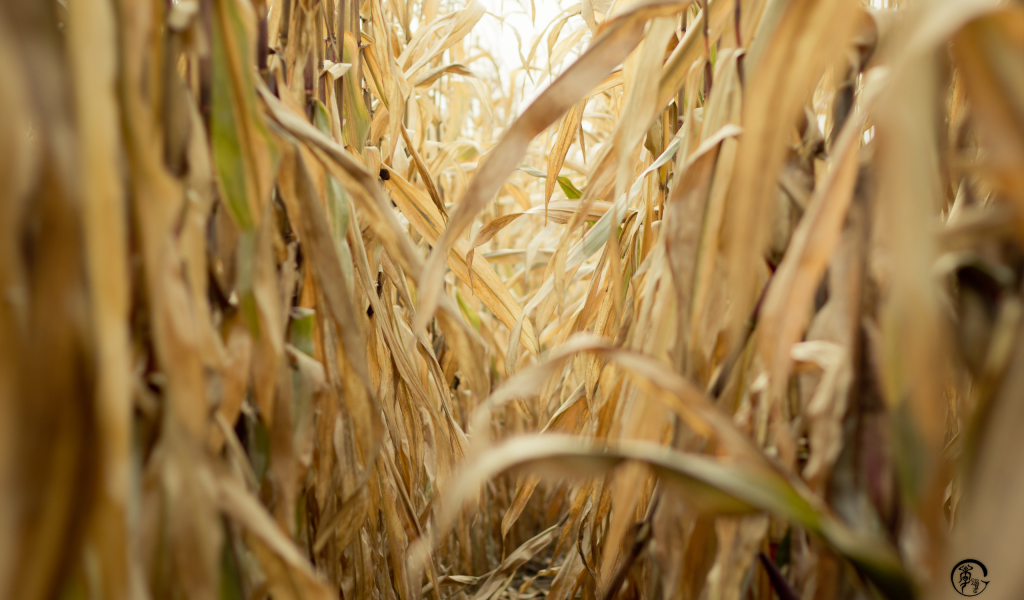 Проход в зарослях сухой кукурузы