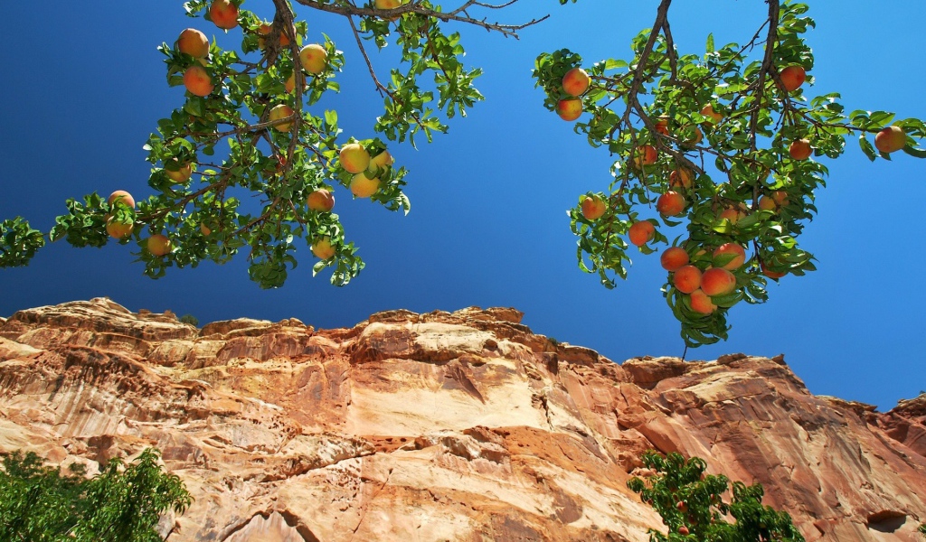 Персики на ветвях на фоне скалы