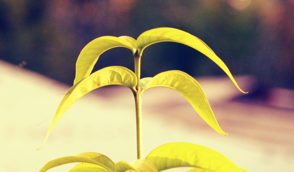 Лепестки растения папайя