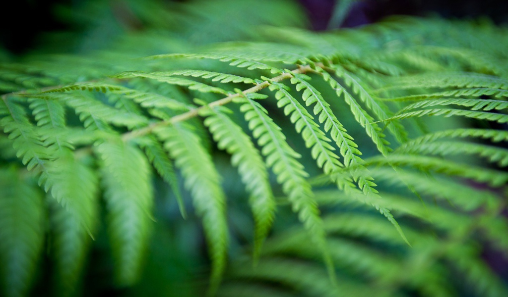 Фото листьев папоротника вблизи