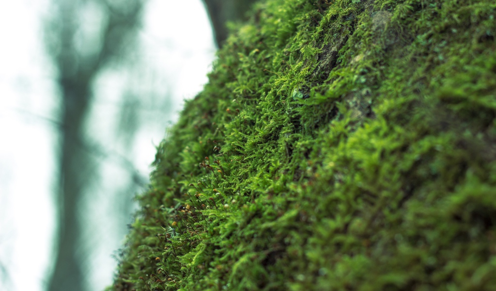 Фото мха крупным планом