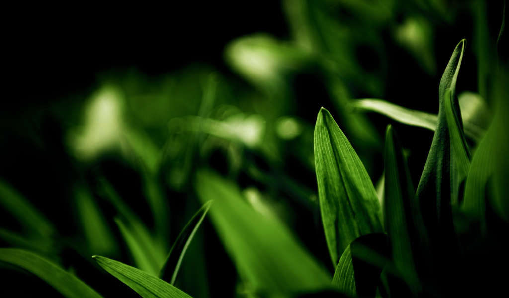 Фотография молодых зеленых травинок