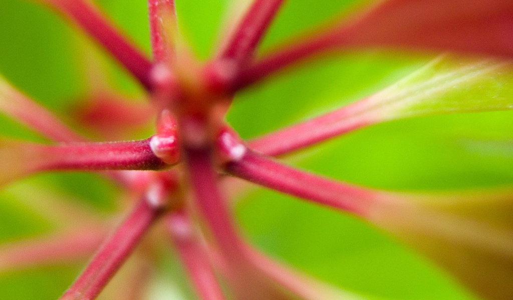 Розовые стебли растения