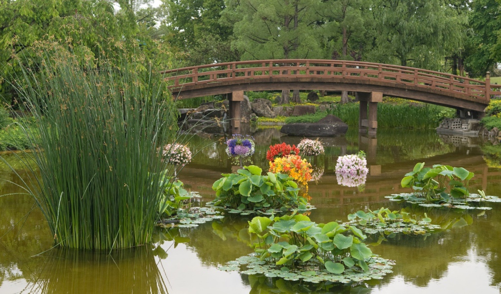 Растения в пруду в саду