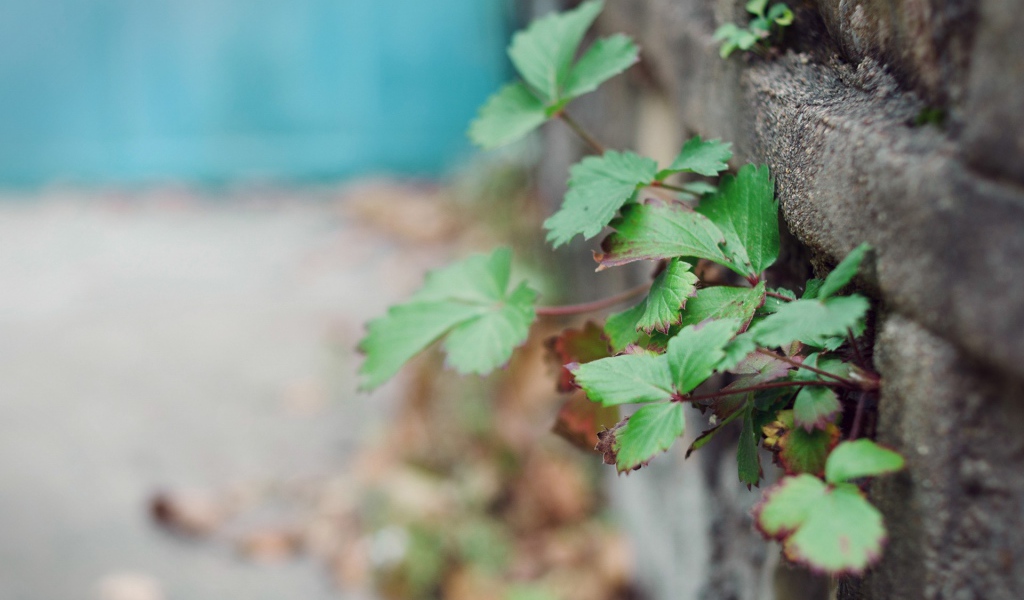 Растения пробиваются сквозь забор