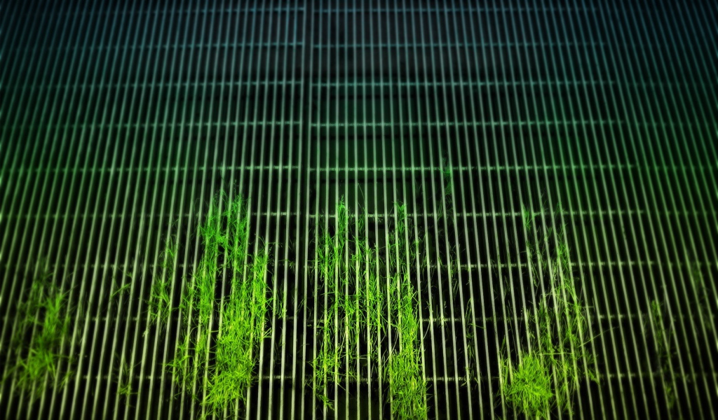 Растения пробиваются сквозь решетку