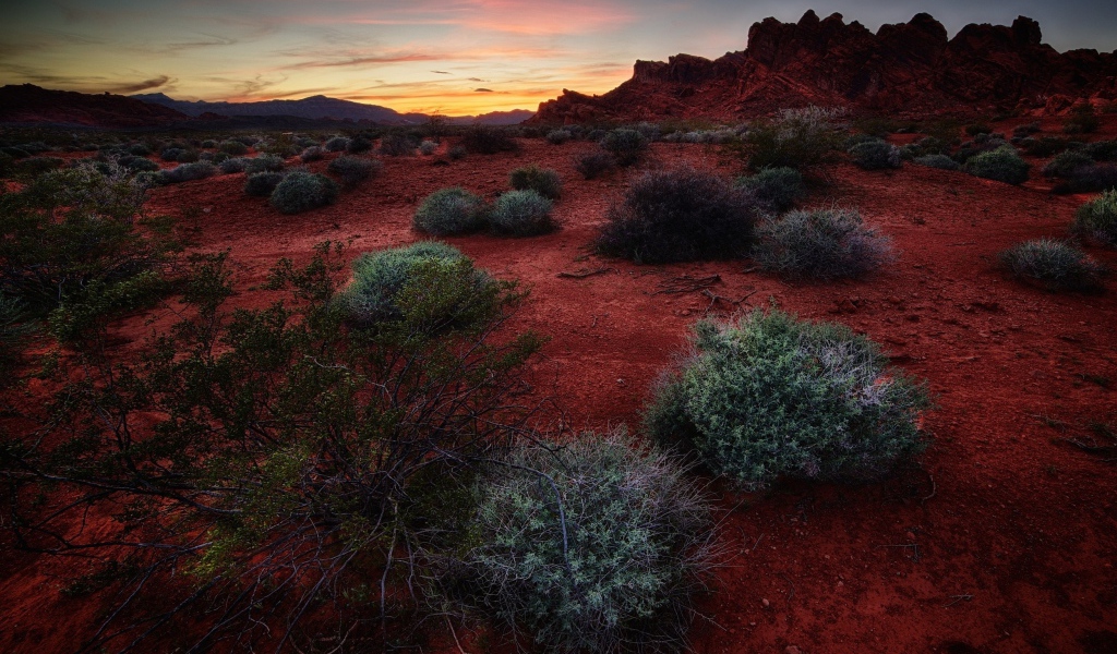Растения сорняки на красной почве
