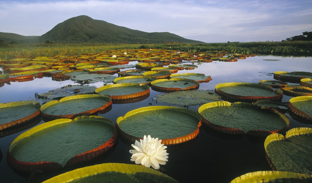 Растения плавают в воде озера