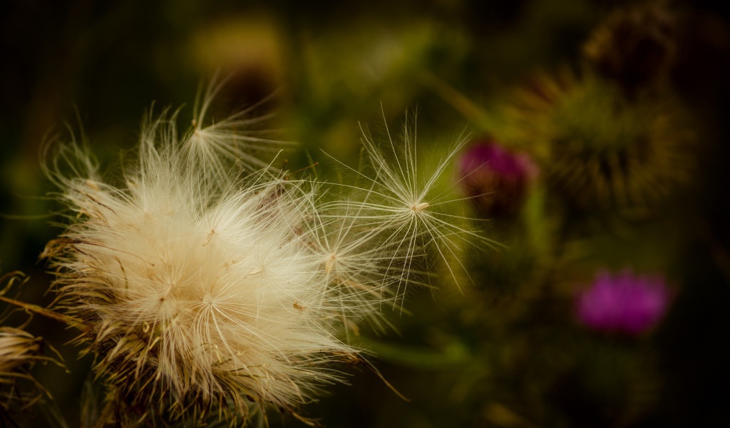 Пух дикого растения