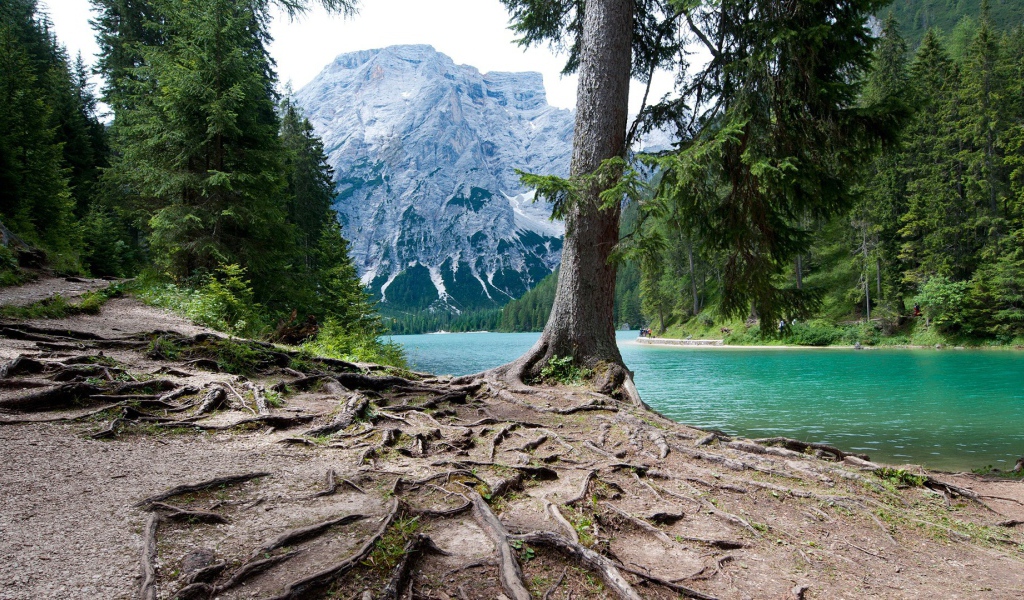 Мощная корневая система у дерева