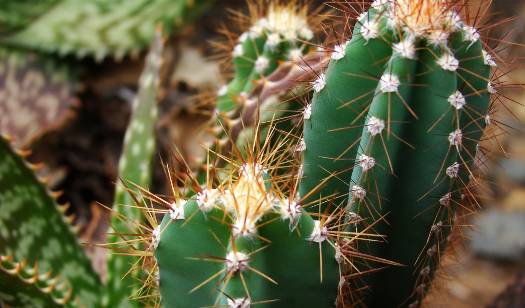 Колючие зеленые кактусы