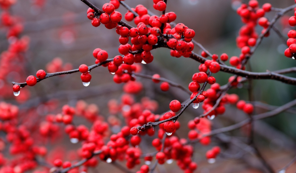 Капли дождя на ягодах калины