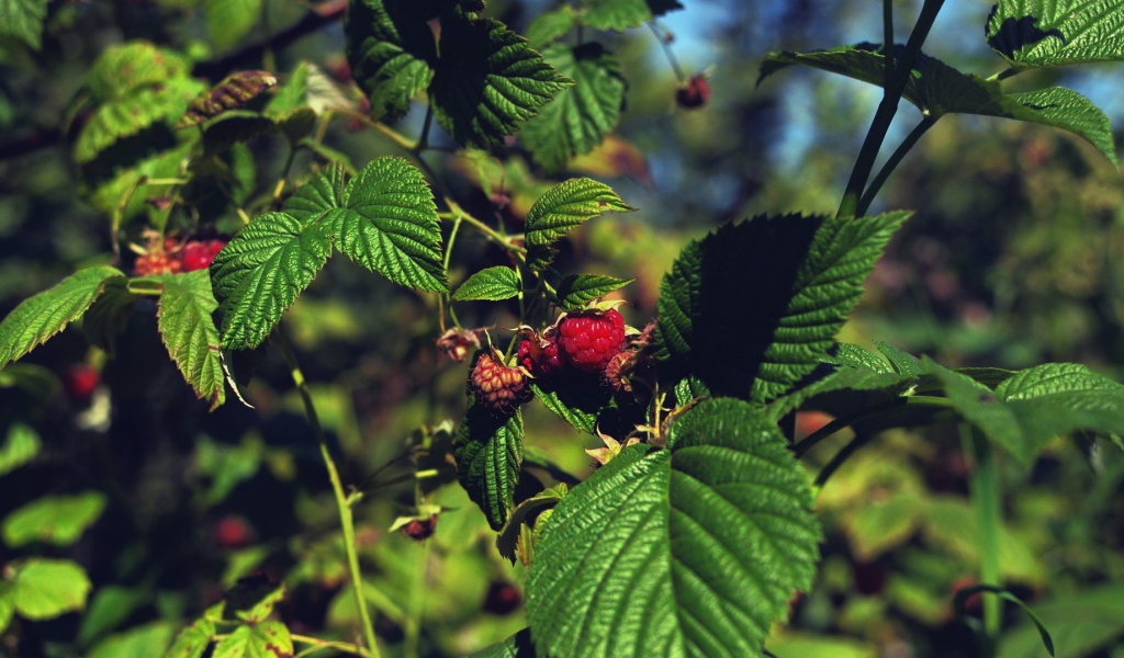 Малина созревает на кустах