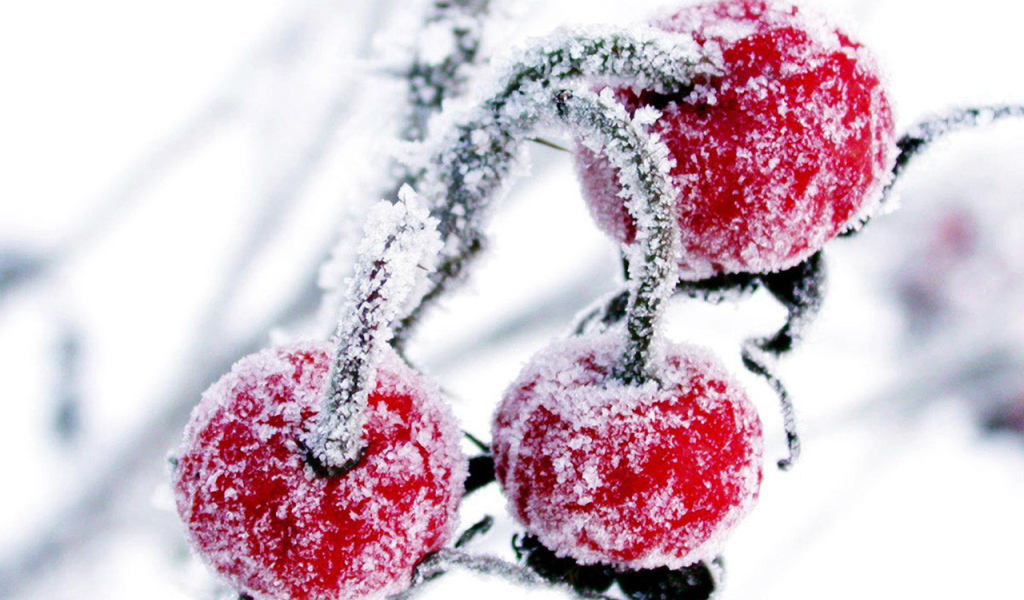 Красные ягоды в снегу