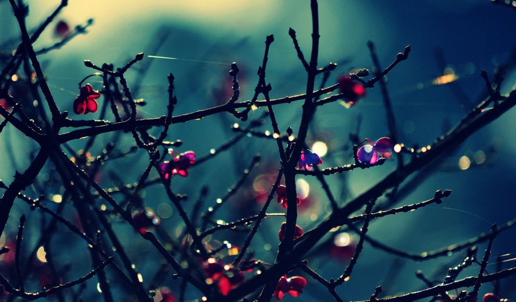 Красные цветы на голых ветках