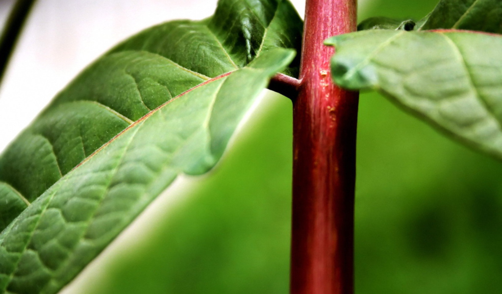 Красный стебель