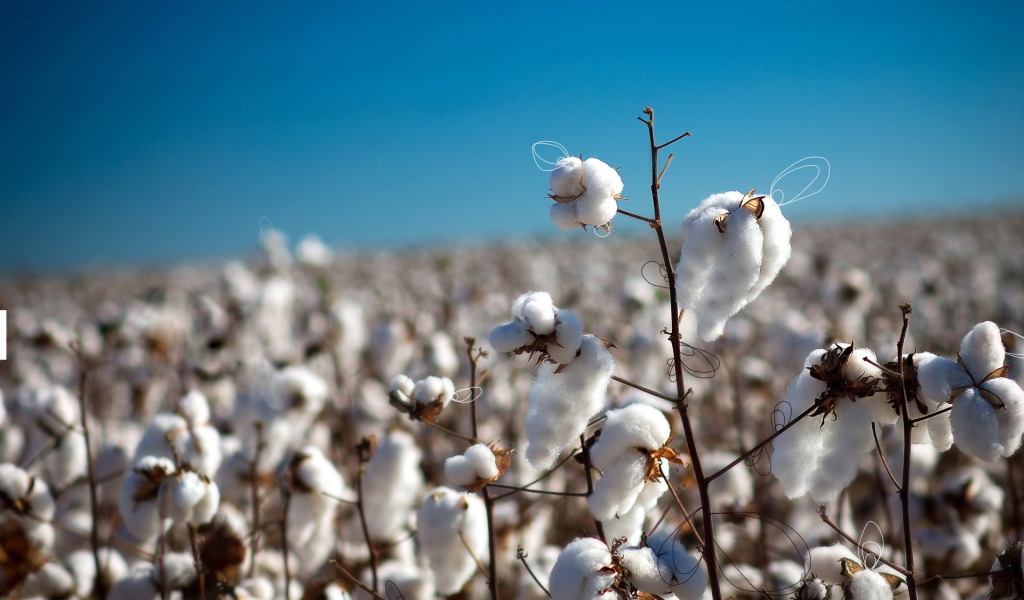 Созревший хлопок