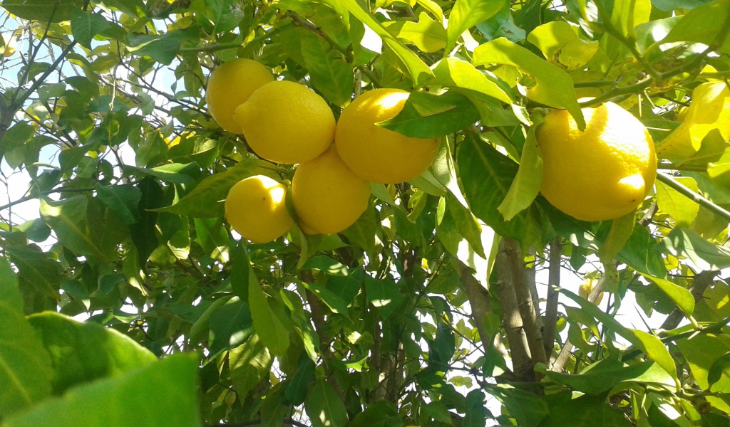 Спелые лимоны на ветках