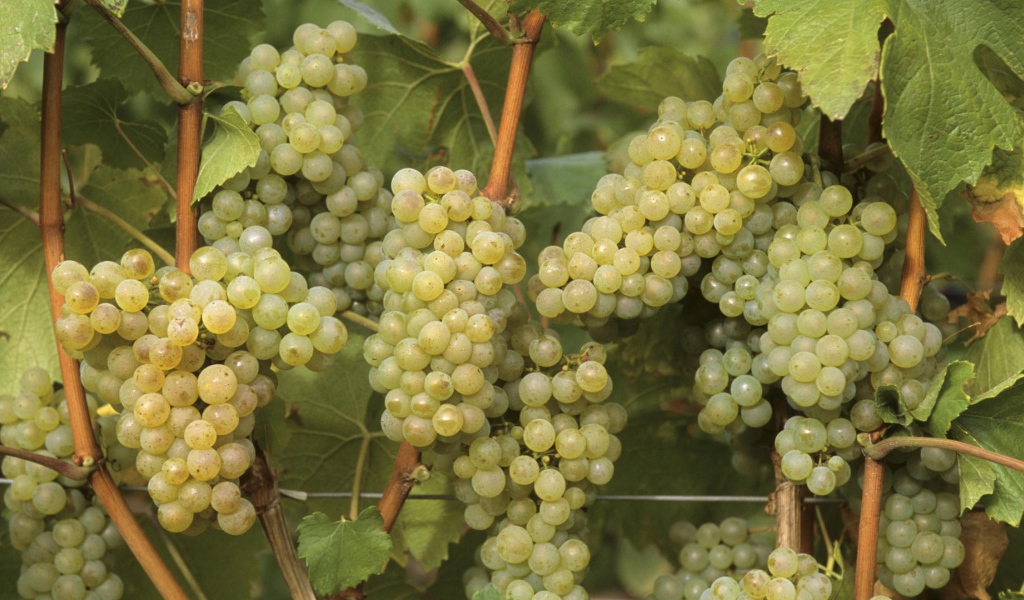 Созревший белый виноград