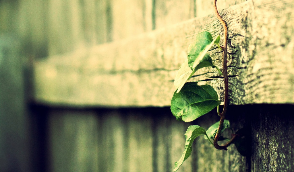Росток вьется по деревянному забору