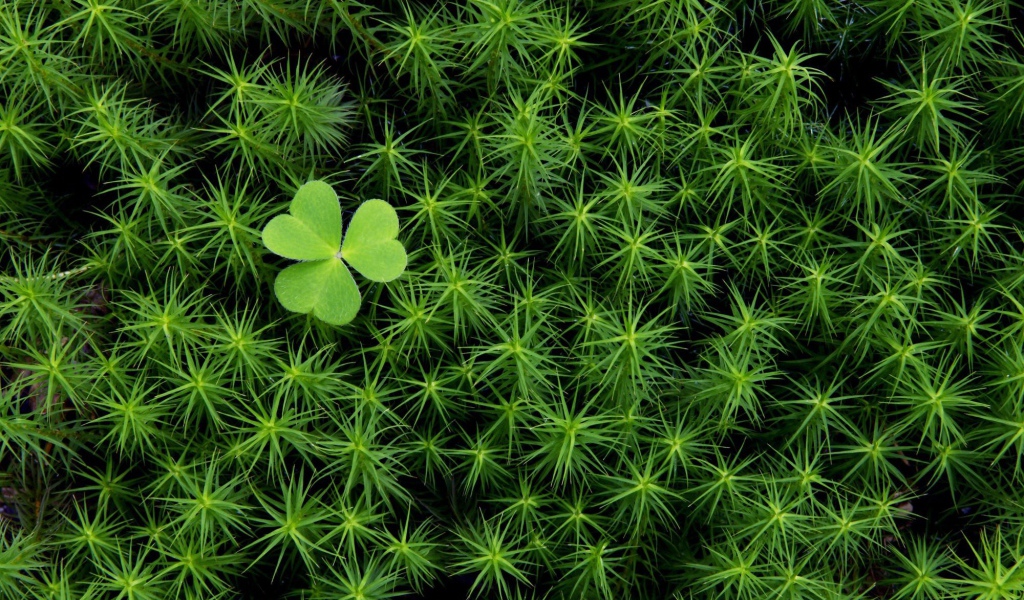 Трилистник среди густой травы