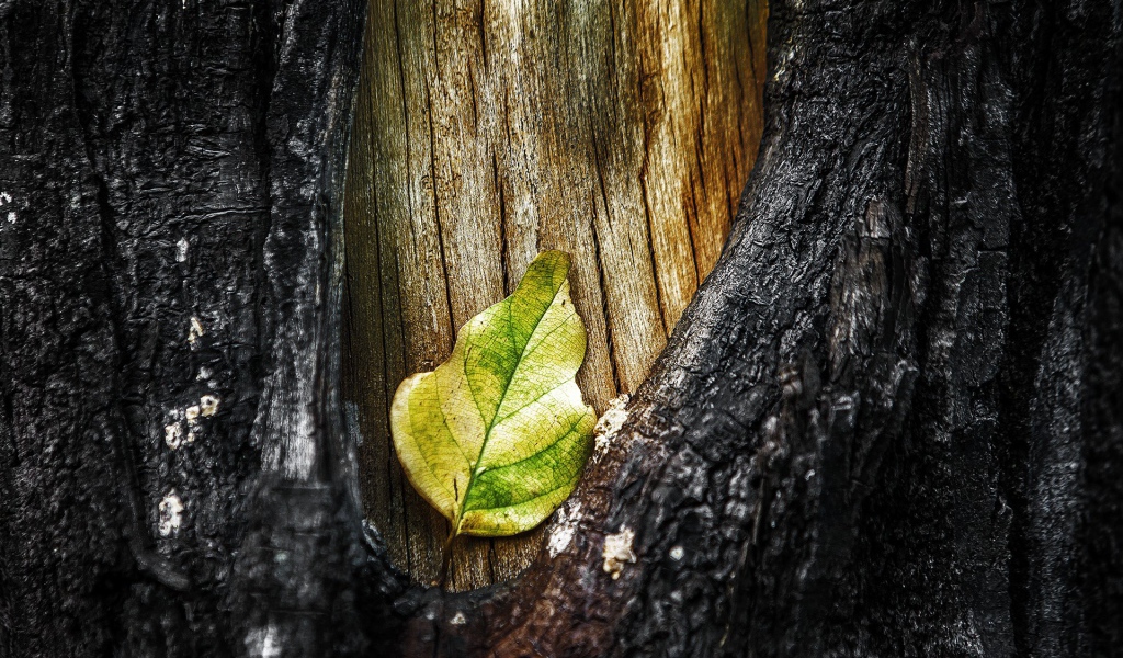 Лист в разрыве коры дерева