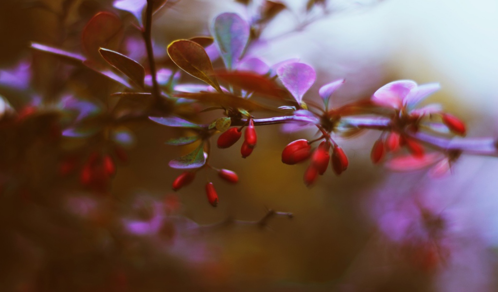 Маленькие красные ягоды на ветке