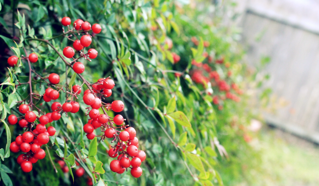 Маленькие красные ягоды на кустах