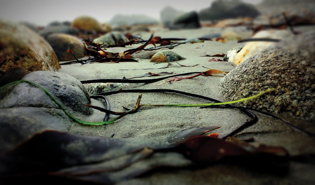 Скудная растительность на камнях скал