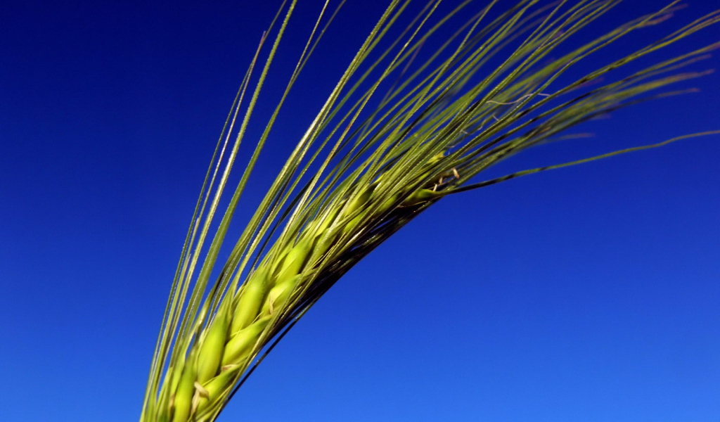 Колос на синем фоне