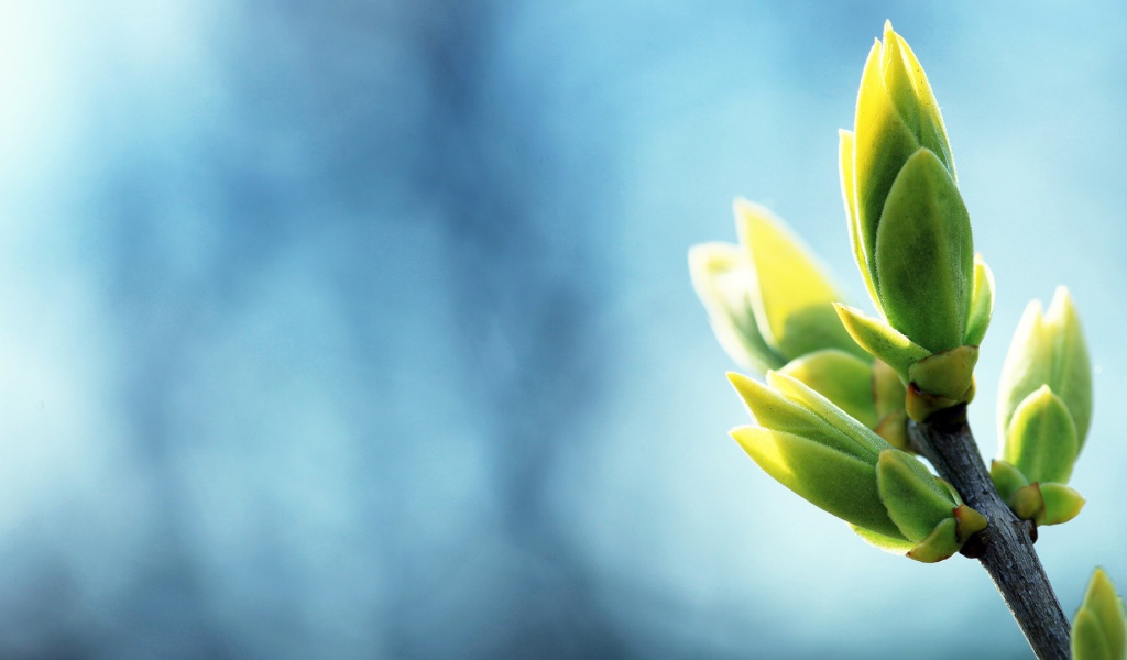 Распускаются весенние почки