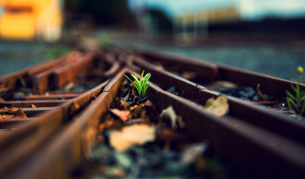 Росток между ржавых рельс железной дороги