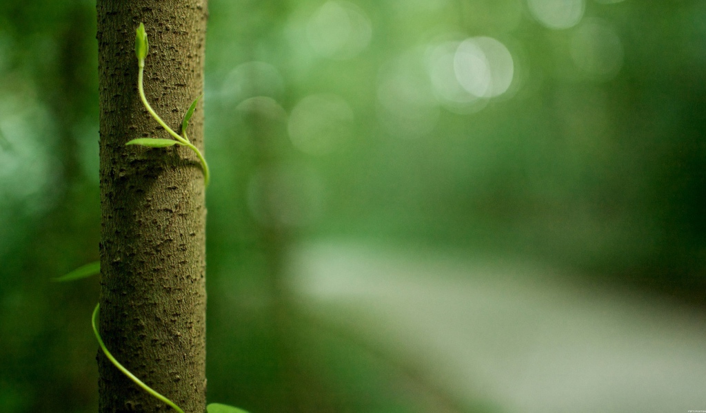 Росток обвивает ствол дерева