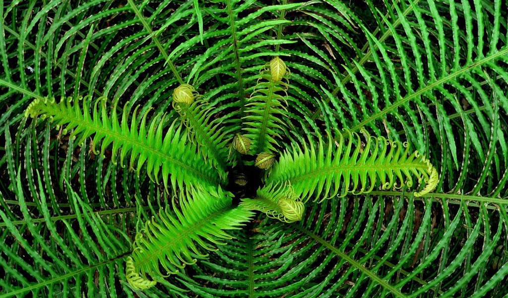 Сердцевина куста папоротника