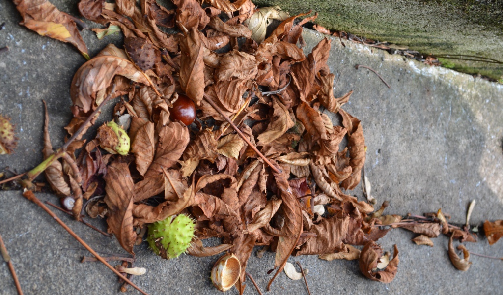 Плоды каштана на земле