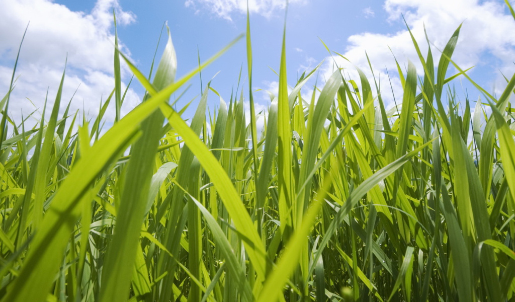 Трава на фоне неба