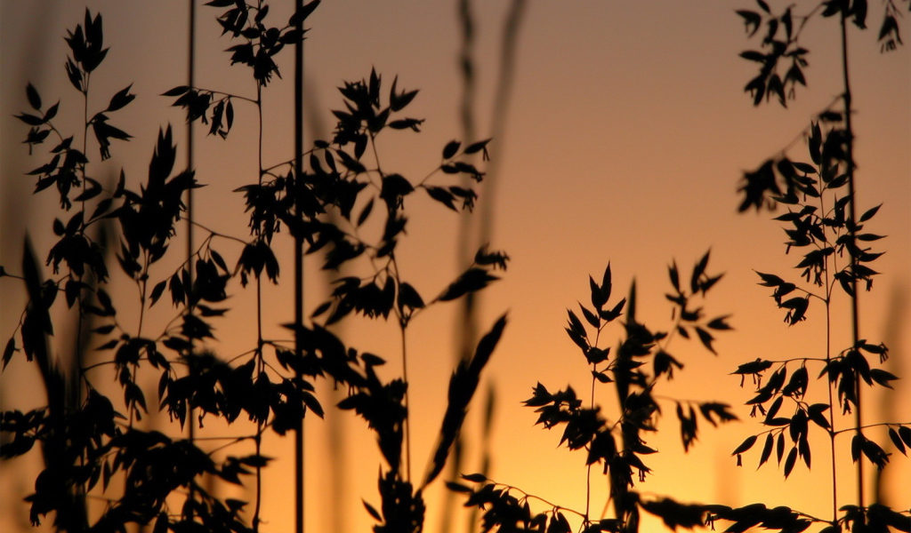 Трава на фоне заката