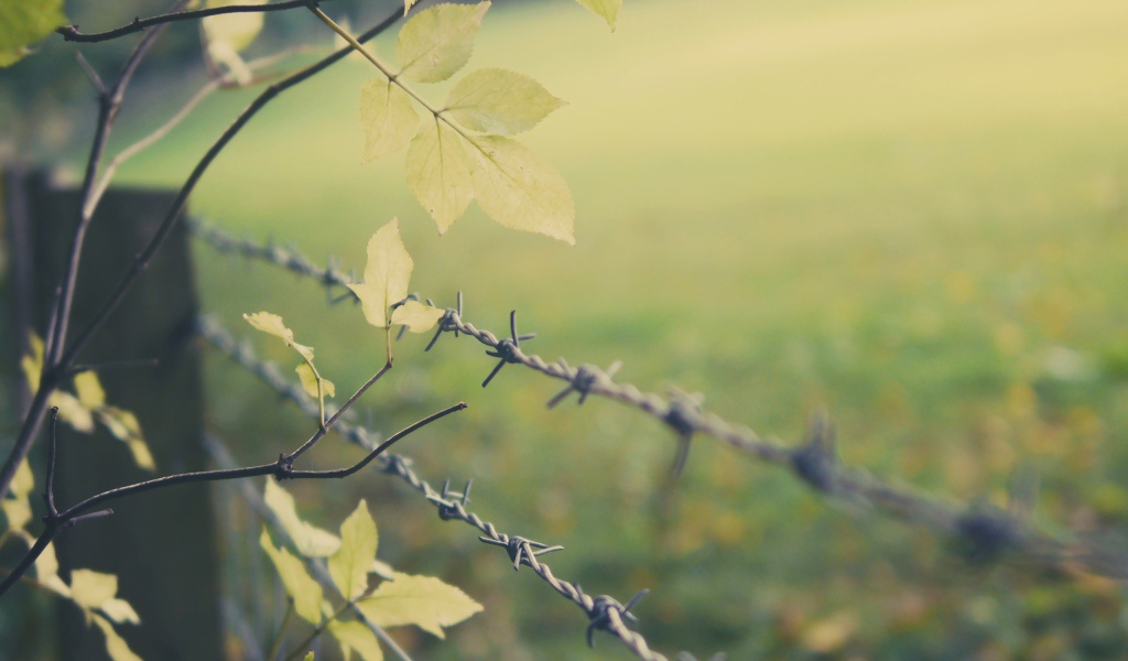 Листья дерева у колючей проволоки